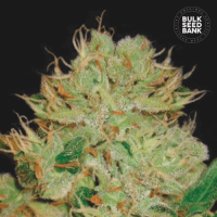 Auto Bigger Bud feminized