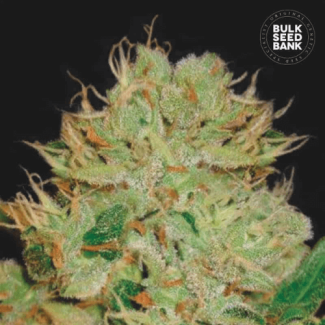 Насіння конопель Auto Bigger Bud feminized Насіння конопель Auto Bigger Bud feminized