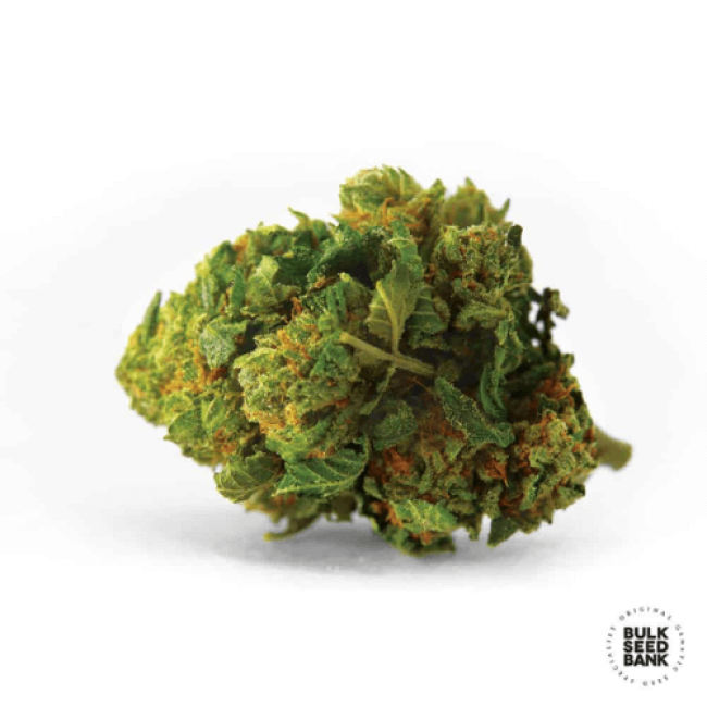 Насіння конопель Auto Bigger Bud feminized