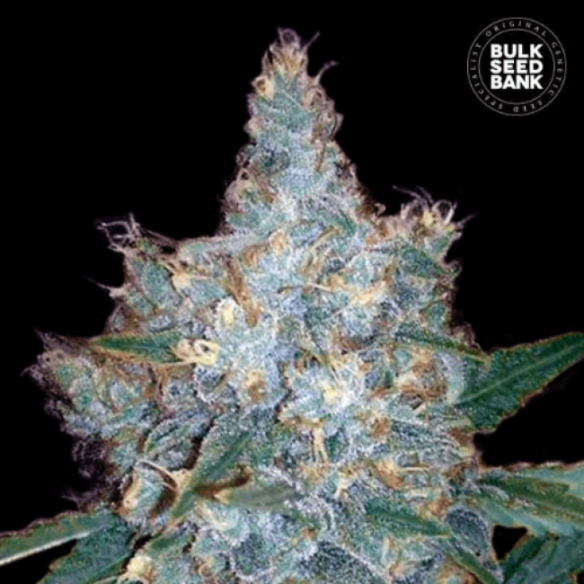 Auto Blueberry Berry feminized: эффект, особенности, происхождение и применение в медицине Auto Blueberry Berry feminized: эффект, особенности, происхождение и применение в медицине