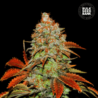Auto Bubblegum Extra feminized