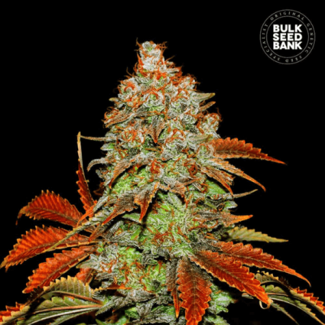 Насіння конопель Auto Bubblegum Extra feminized Насіння конопель Auto Bubblegum Extra feminized