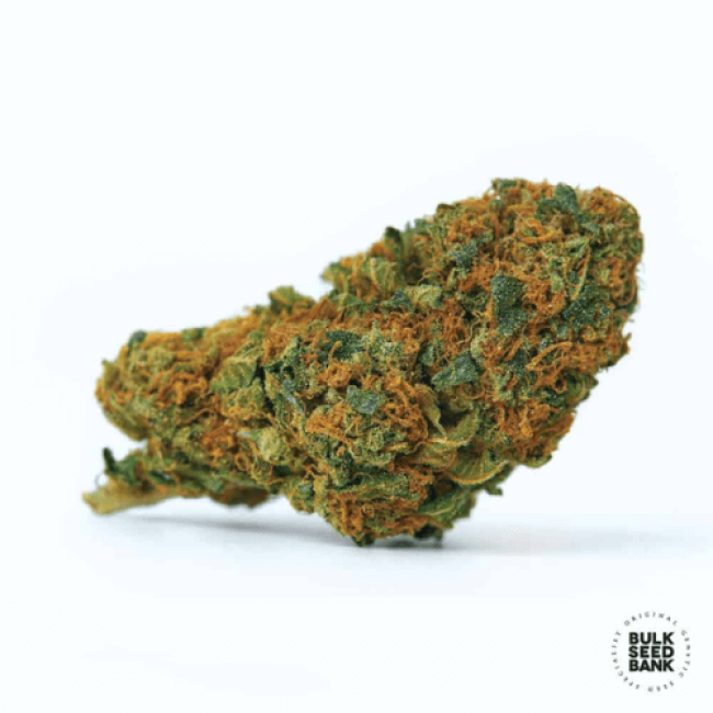 Насіння конопель Auto Bubblegum Extra feminized