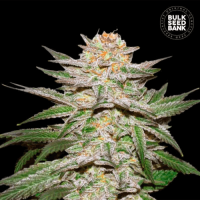 Auto Caramel King feminized