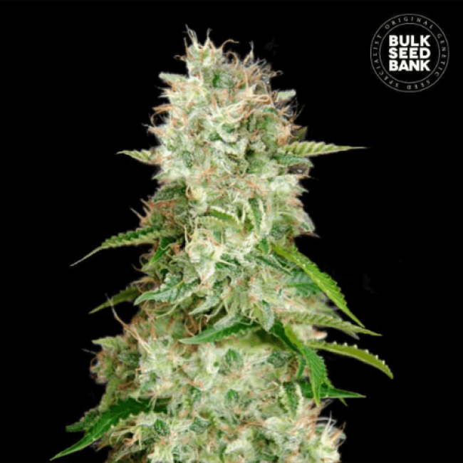 Auto Cheese feminized Auto Cheese feminized