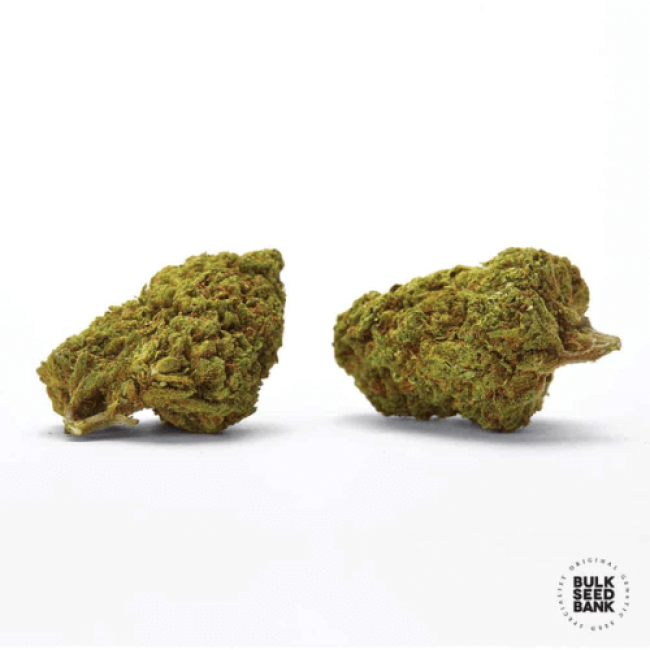 Auto Cheese feminized
