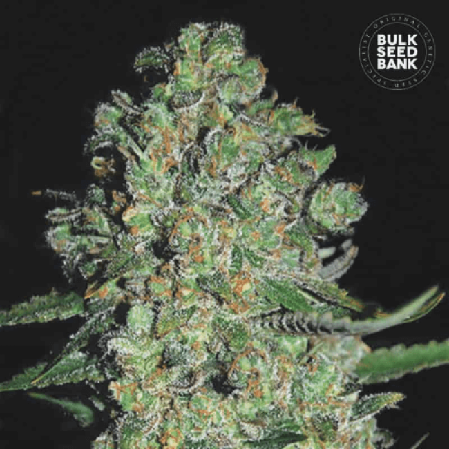 Auto Chronical Feminized: уникальный сорт конопли от BulkSeedBank Auto Chronical Feminized: уникальный сорт конопли от BulkSeedBank