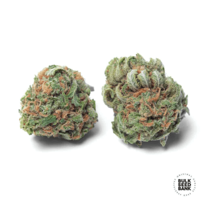 Auto Chronical Feminized: уникальный сорт конопли от BulkSeedBank