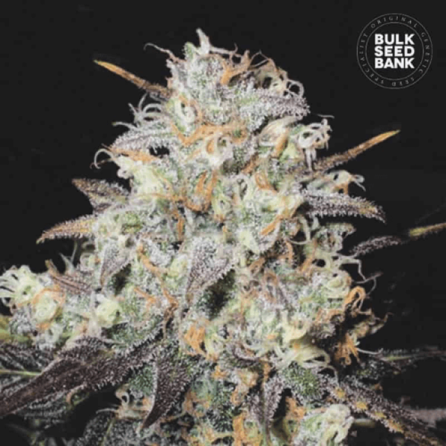 Семена конопли Auto Cocopopo feminized BulkSeedBank Семена конопли Auto Cocopopo feminized BulkSeedBank