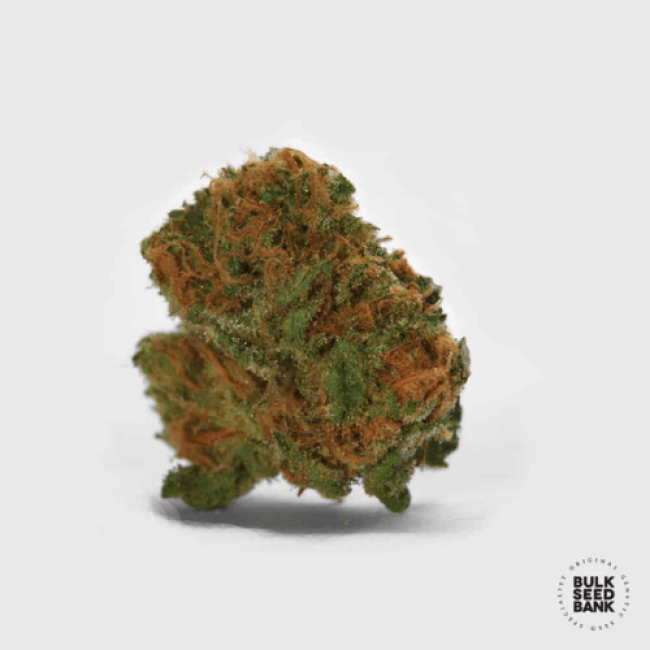 Семена конопли Auto Cocopopo feminized BulkSeedBank