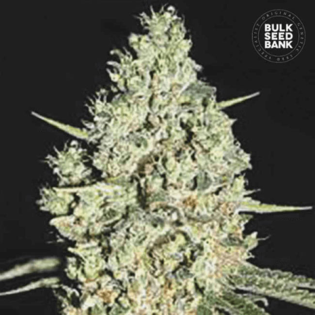 Насіння конопель Auto Critical feminized Насіння конопель Auto Critical feminized