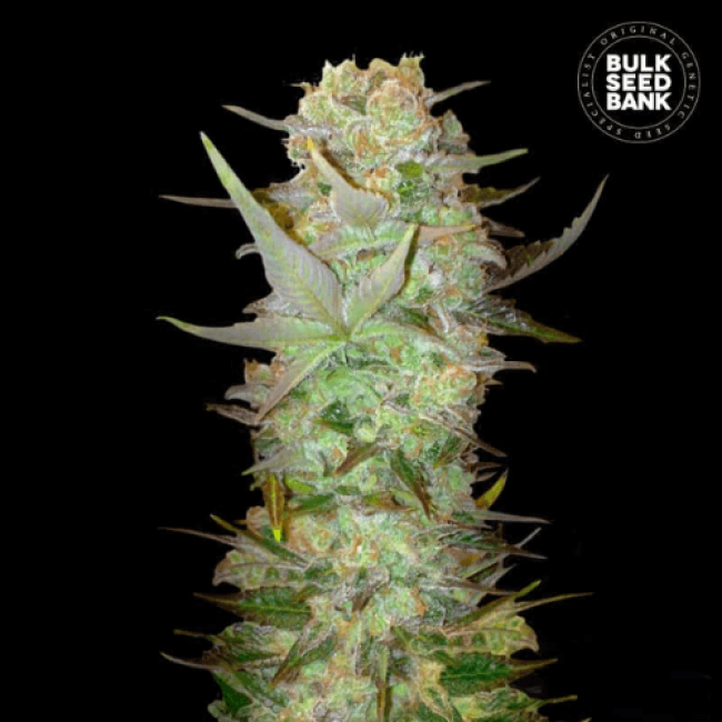 Auto Dubai Poison feminized Auto Dubai Poison feminized