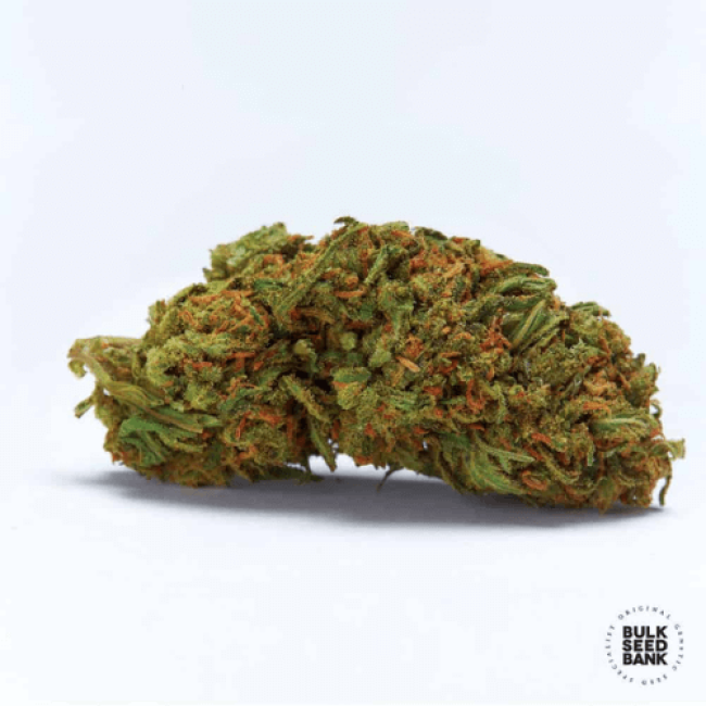 Auto Dubai Poison feminized