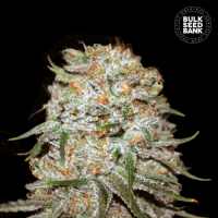 Насіння коноплі Auto East Ryder feminized