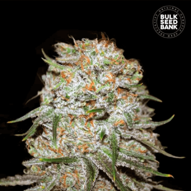 Семена конопли Auto East Ryder feminized BulkSeedBank Семена конопли Auto East Ryder feminized BulkSeedBank