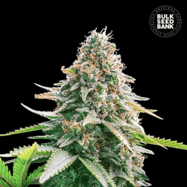 Семена конопли Auto Gelato Samba feminized BulkSeedBank