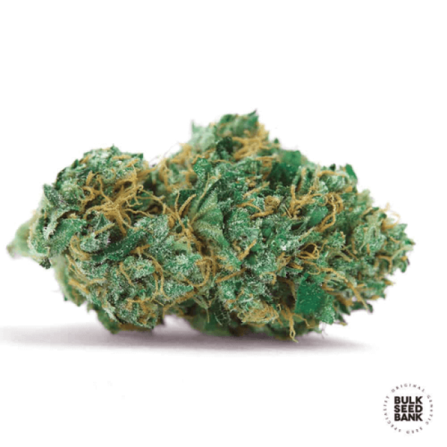 Семена конопли Auto Gelato Samba feminized BulkSeedBank