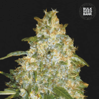 Auto Good Wild Shark feminized