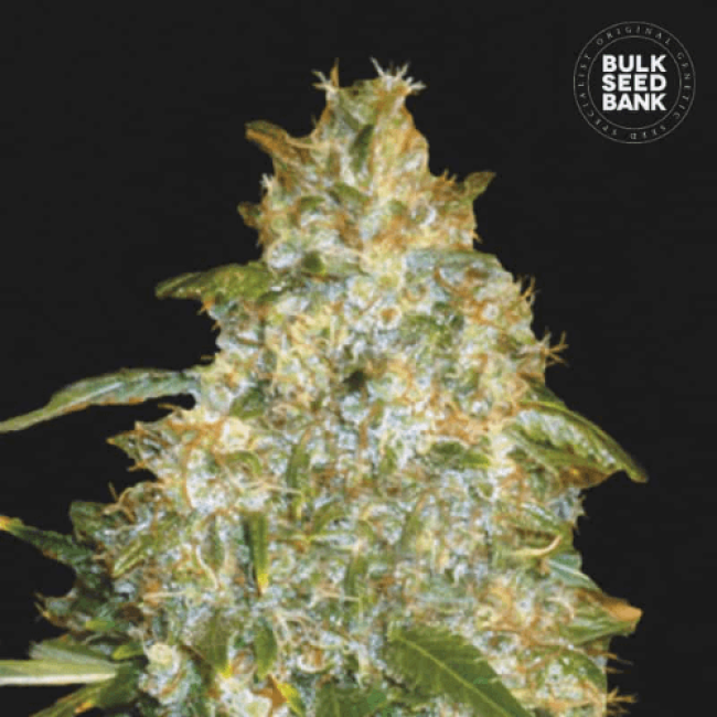 Auto Good Wild Shark feminized Auto Good Wild Shark feminized