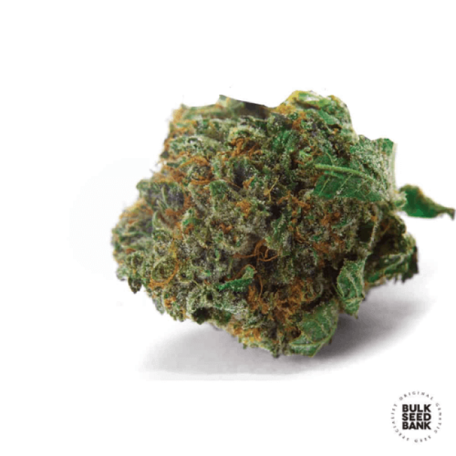 Auto Good Wild Shark feminized