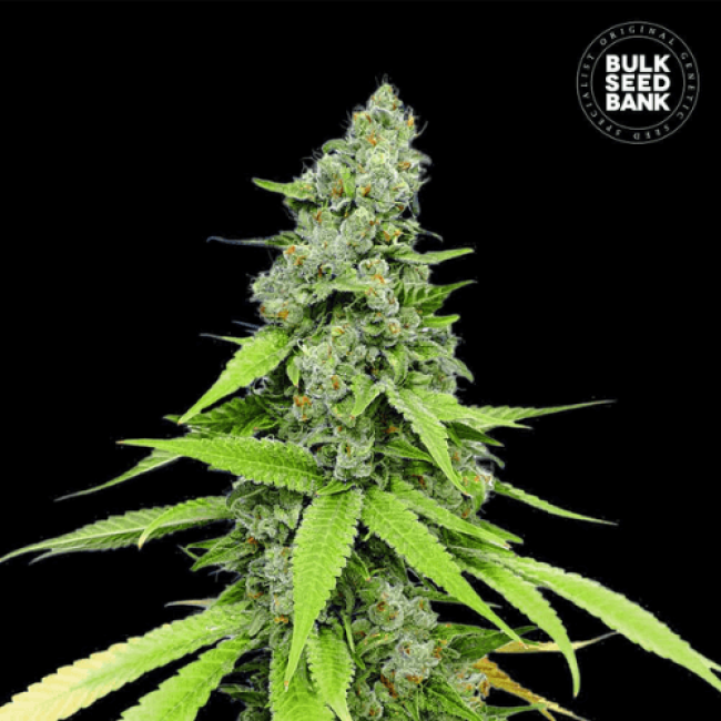 Семена конопли Auto Grande Crack feminized BulkSeedBank Семена конопли Auto Grande Crack feminized BulkSeedBank
