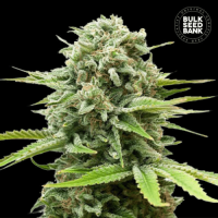Auto Guerilla Glue feminized