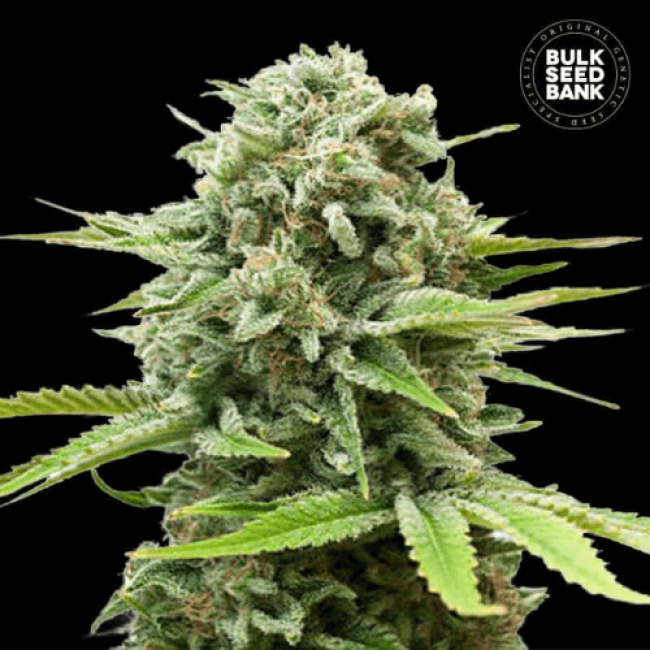 Семена конопли Auto Guerilla Glue feminized BulkSeedBank Семена конопли Auto Guerilla Glue feminized BulkSeedBank