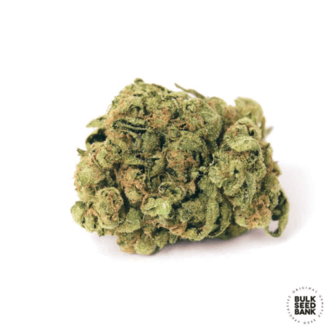 Auto Guerilla Glue feminized