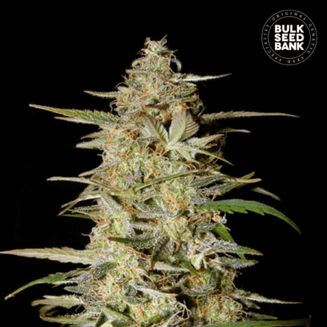 Auto Hindu Kush feminized