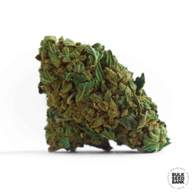 Auto Hindu Kush feminized