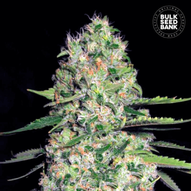 Семена конопли Auto Jack Hair feminized BulkSeedBank Семена конопли Auto Jack Hair feminized BulkSeedBank