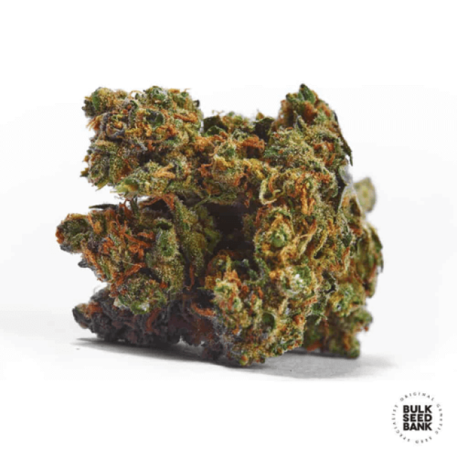 Семена конопли Auto Jack Hair feminized BulkSeedBank