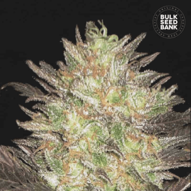Auto Lavender Best feminized Auto Lavender Best feminized
