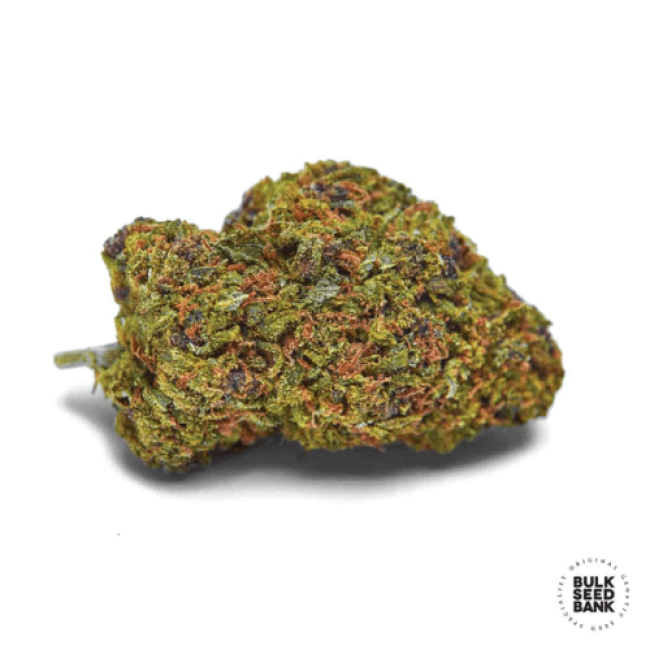 Auto Lavender Best feminized