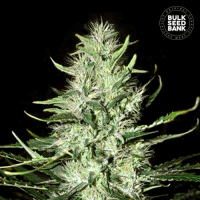 Auto Mazar Extra feminized
