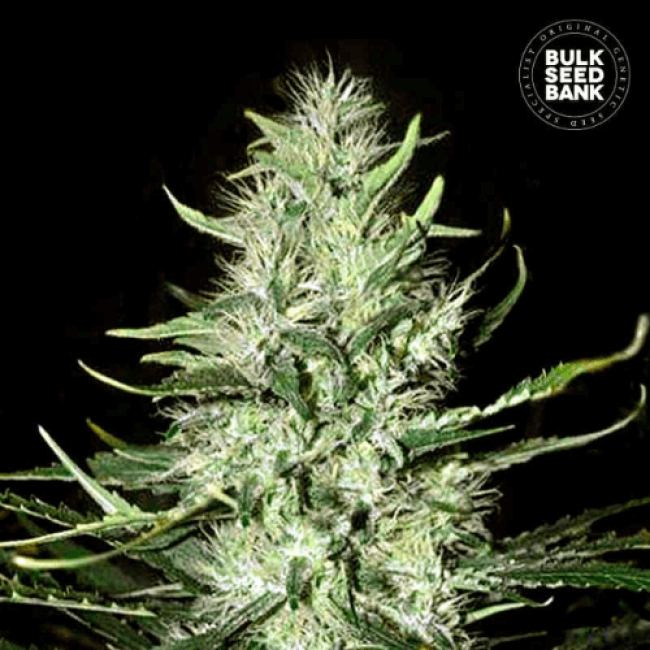 Насіння конопель Auto Mazar Extra feminized Насіння конопель Auto Mazar Extra feminized