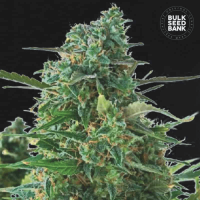 Auto NBA Diesel feminized