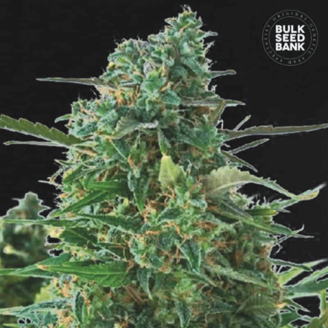 Семена конопли Auto NBA Diesel feminized BulkSeedBank Семена конопли Auto NBA Diesel feminized BulkSeedBank