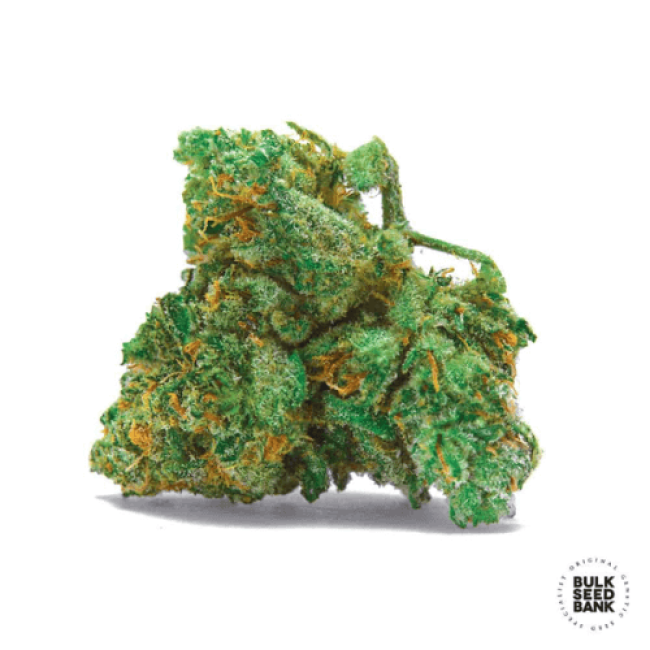 Auto NBA Diesel feminized