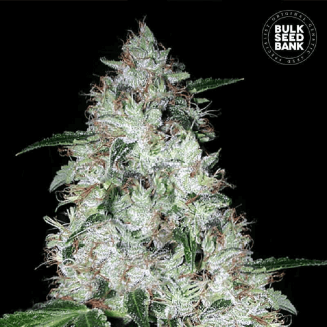 Auto OG Kush feminized Auto OG Kush feminized