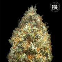 Auto Original Orange Bud feminized
