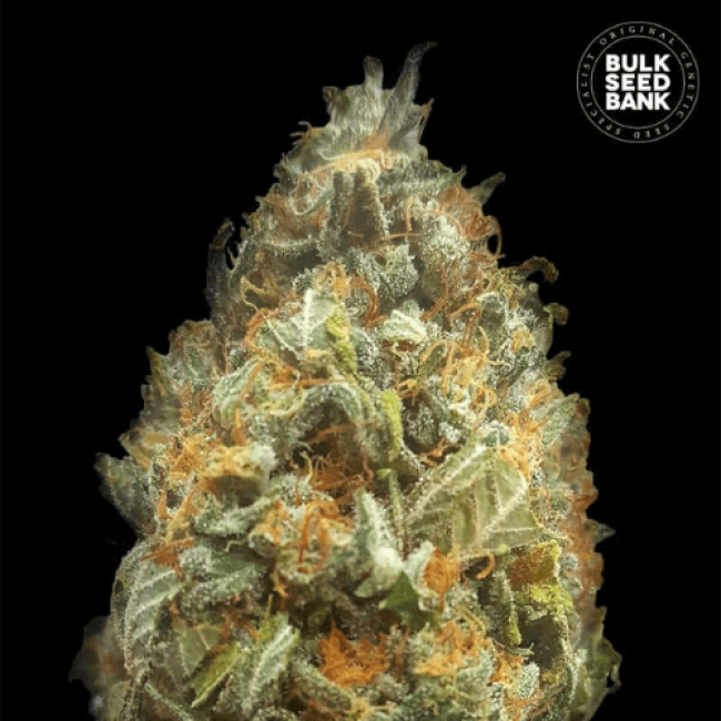 Семена конопли Auto Original Orange Bud feminized BulkSeedBank Семена конопли Auto Original Orange Bud feminized BulkSeedBank