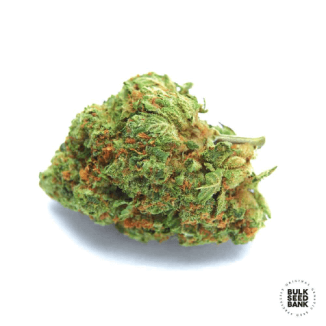 Насіння конопель Auto Original Orange Bud feminized