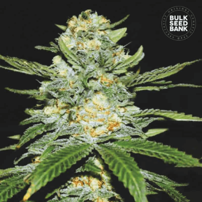 Auto Perfect Power Plant feminized Auto Perfect Power Plant feminized