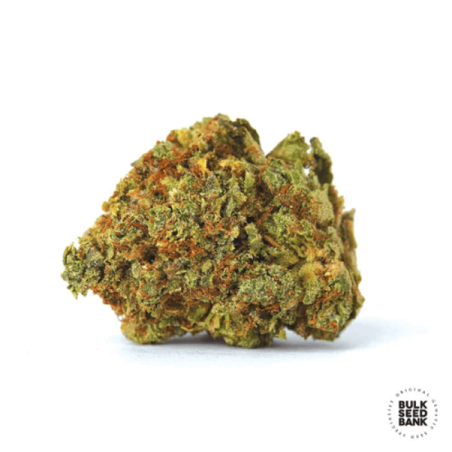 Auto Perfect Power Plant feminized
