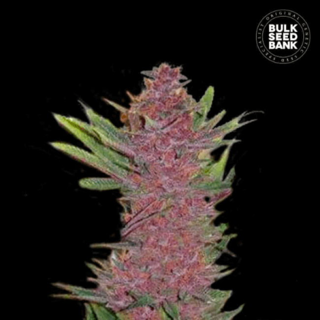 Семена конопли Auto Purple Glam Kush feminized BulkSeedBank Семена конопли Auto Purple Glam Kush feminized BulkSeedBank
