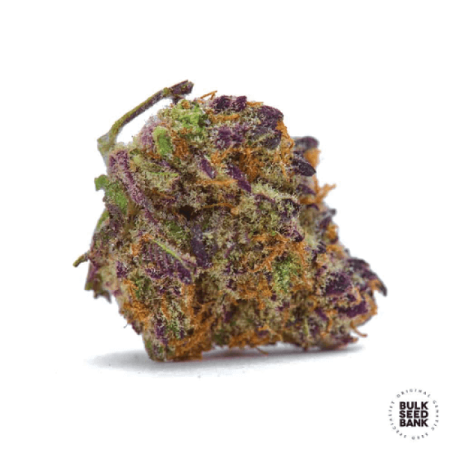 Семена конопли Auto Purple Glam Kush feminized BulkSeedBank