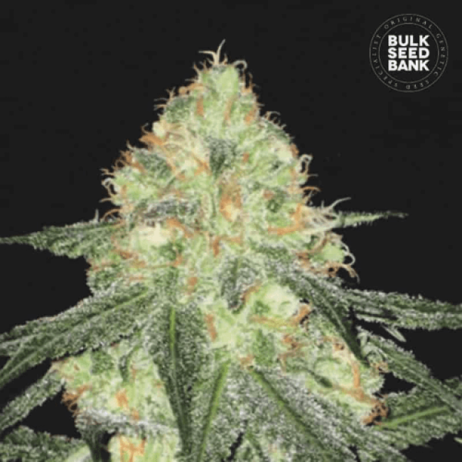 Насіння конопель Auto Sour Diesel feminized Насіння конопель Auto Sour Diesel feminized