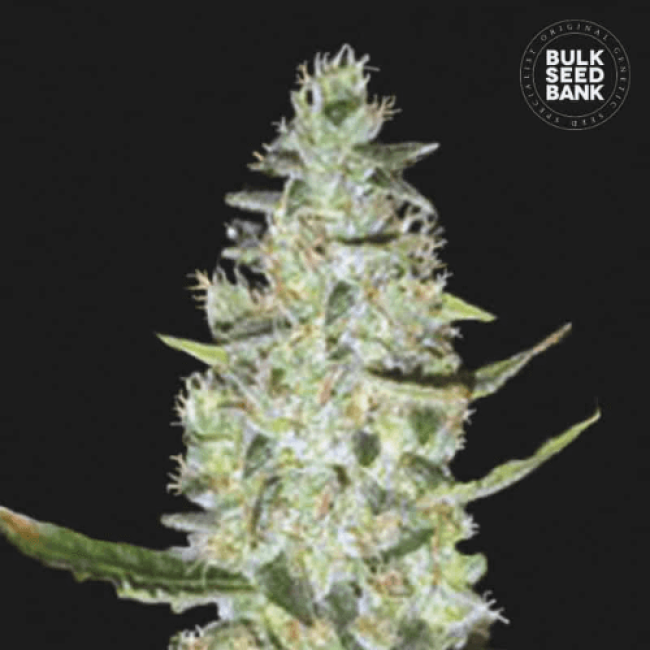 Семена конопли Auto Special Skunk feminized BulkSeedBank Семена конопли Auto Special Skunk feminized BulkSeedBank