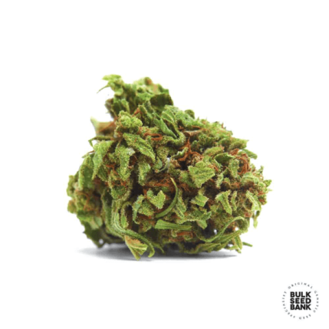 Семена конопли Auto Special Skunk feminized BulkSeedBank